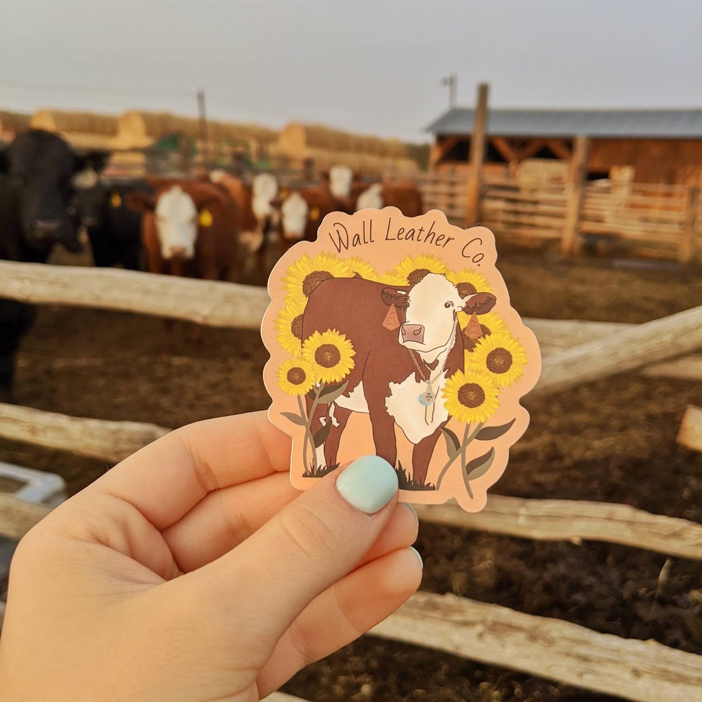 Hereford & Sunflowers Sticker Decal